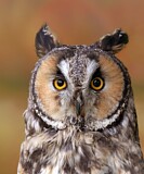 Image. Long-eared Owl