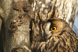 Image. Long-eared Owl