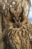 Image. Long-eared Owl