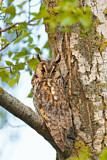 Image. Long-eared Owl