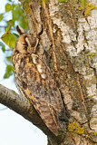 Image. Long-eared Owl