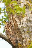 Image. Long-eared Owl