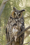 Image. Long-eared Owl