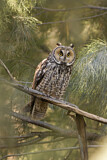 Image. Long-eared Owl