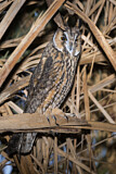 Image. Long-eared Owl
