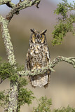 Image. Long-eared Owl