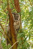 Image. Long-eared Owl