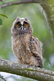 Image. Long-eared Owl