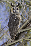 Image. Long-eared Owl