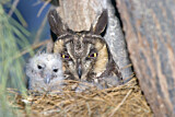 Image. Long-eared Owl