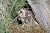 Image. Long-eared Owl
