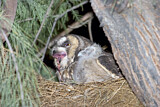 Image. Long-eared Owl