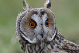 Image. Long-eared Owl
