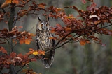 Image. Long-eared Owl