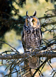 Image. Long-eared Owl