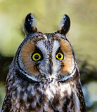Image. Long-eared Owl