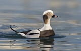 Image. Long-tailed Duck