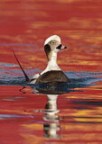 Image. Long-tailed Duck