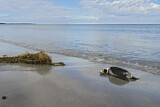 Image. Long-tailed Duck