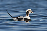Image. Long-tailed Duck