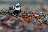 Image. Long-tailed Duck