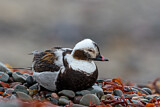 Image. Long-tailed Duck