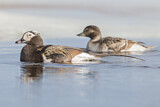 Image. Long-tailed Duck