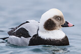 Image. Long-tailed Duck