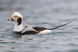 Image. Long-tailed Duck