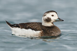 Image. Long-tailed Duck