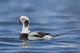Image. Long-tailed Duck