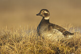 Image. Long-tailed Duck
