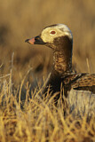 Image. Long-tailed Duck