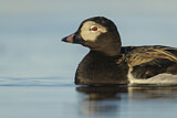 Image. Long-tailed Duck