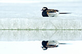 Image. Long-tailed Duck