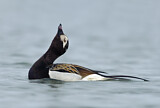Image. Long-tailed Duck