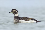 Image. Long-tailed Duck