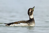 Image. Long-tailed Duck