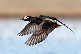 Image. Long-tailed Duck