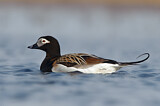 Image. Long-tailed Duck