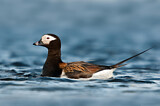 Image. Long-tailed Duck
