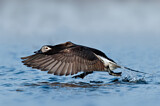 Image. Long-tailed Duck