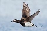 Image. Long-tailed Duck