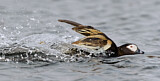 Image. Long-tailed Duck