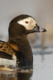 Image. Long-tailed Duck