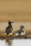 Image. Long-tailed Duck