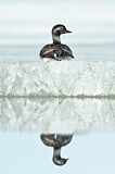 Image. Long-tailed Duck