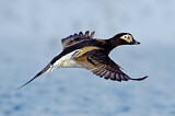 Image. Long-tailed Duck