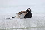 Image. Long-tailed Duck