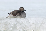 Image. Long-tailed Duck